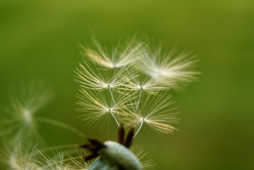 cramaillot dandelion flower