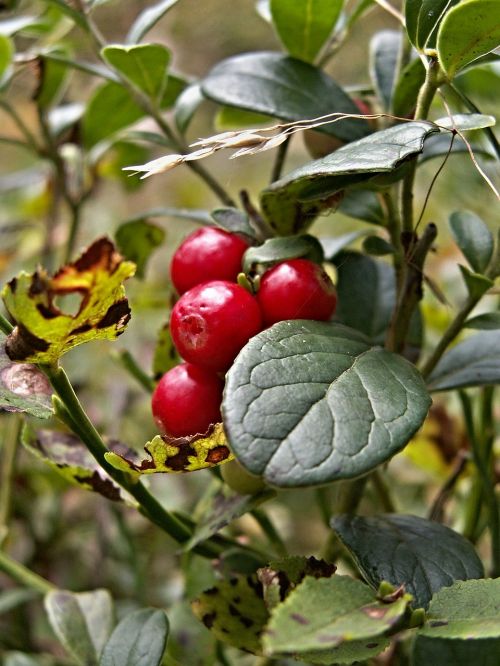 cranberries berries red