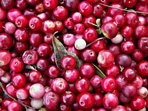 cranberries black berry forest fruit