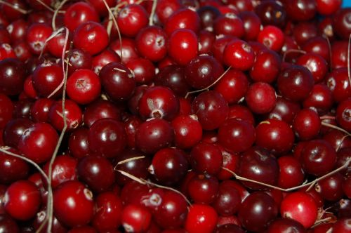 cranberries berry red