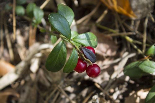 cranberries forest berry