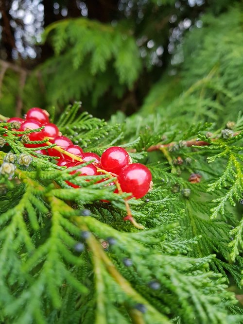 cranberries  christmas  fern