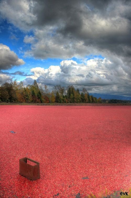 cranberries field farm