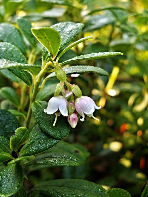 cranberry cranberries flower