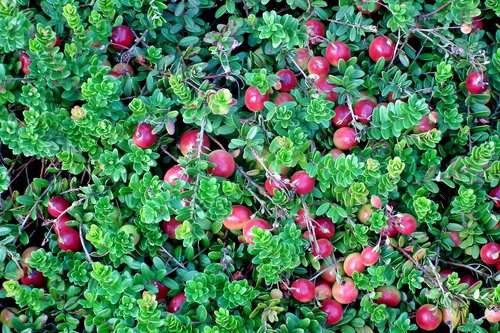 cranberry  plant  fruit