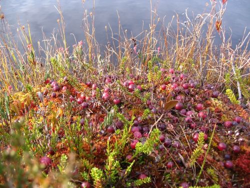 cranberry autumn bog