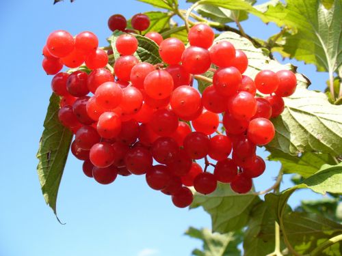 cranberry cranberries bush