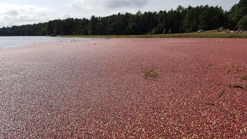 cranberry bog cranberries massachusetts