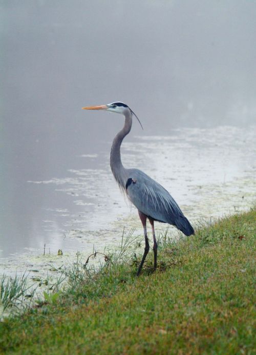 crane bird wildlife