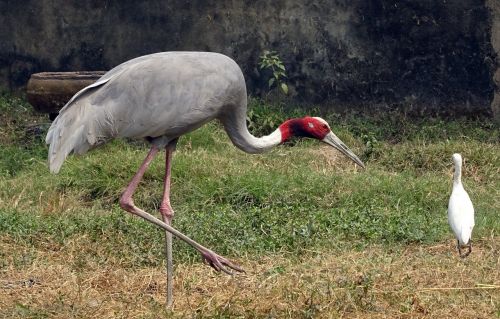 crane sarus bird