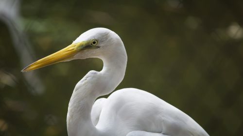 crane bird white