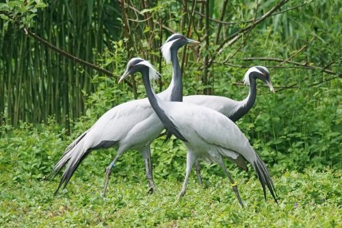 crane white neck crane bird