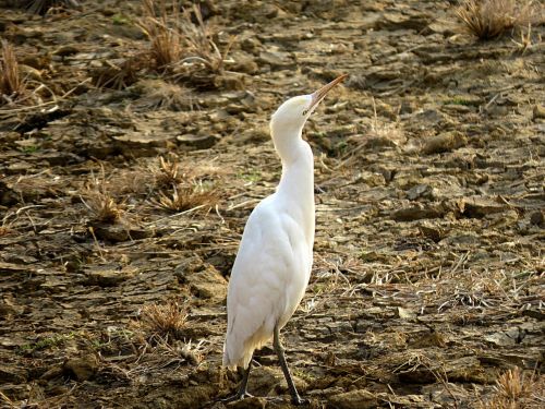 crane bird heron