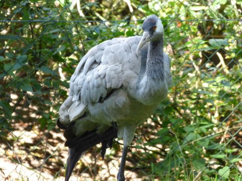 crane bird animal