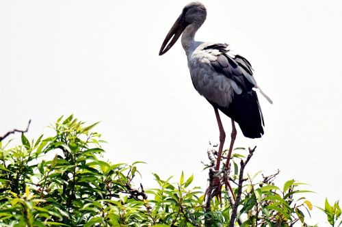 crane india bird