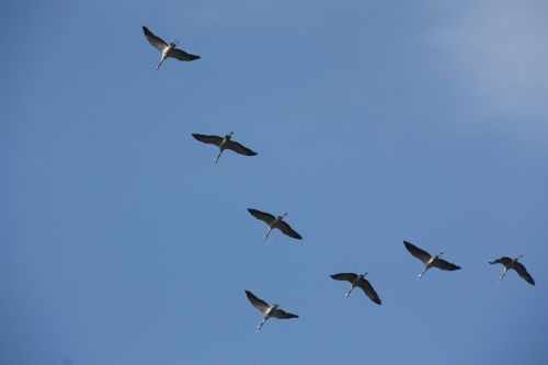 crane bird fly