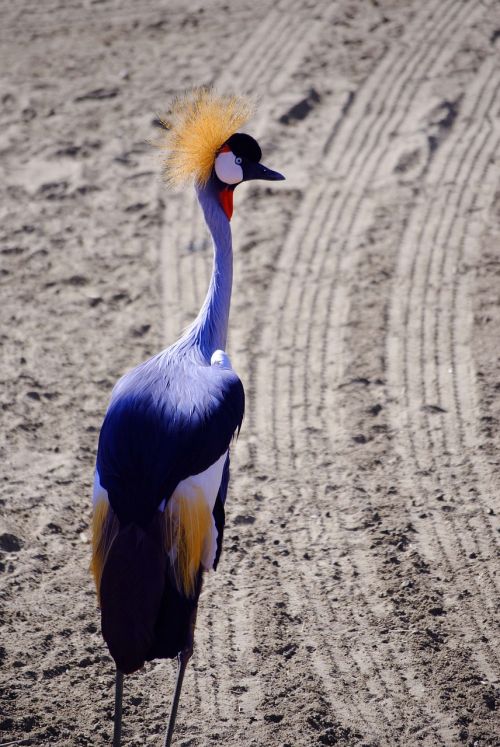 crane bird golden