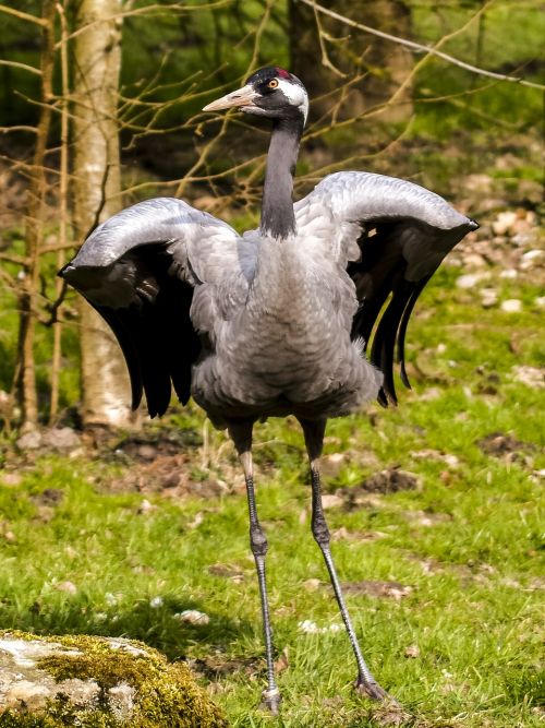 crane bird nature