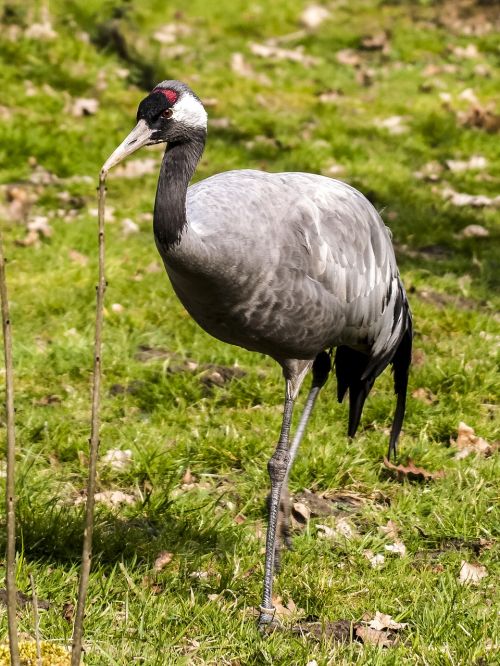 crane bird nature