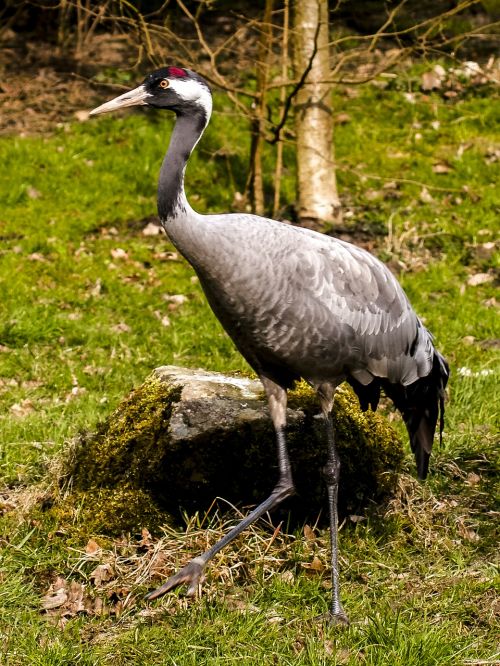 crane bird animal