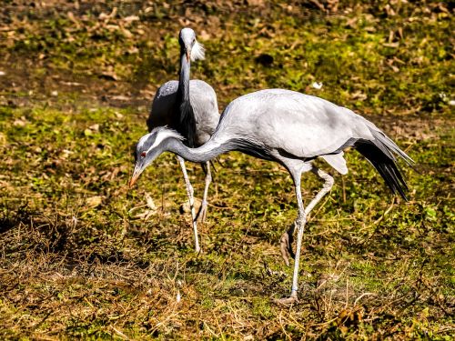 crane bird animal