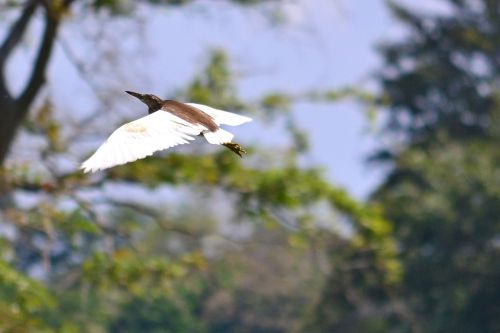 crane flying wings