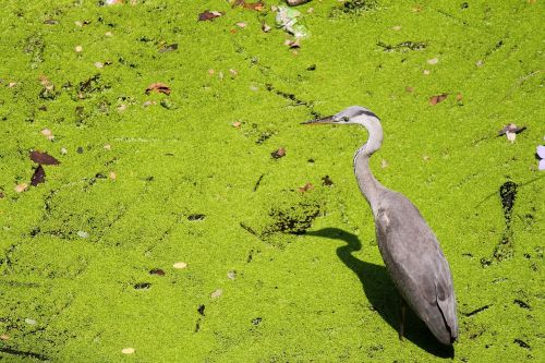 crane water stalking