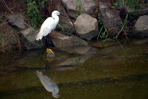 crane yellow feet water bird