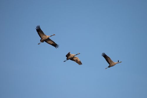 crane fall crane bird