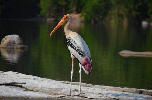 crane painted stork bird