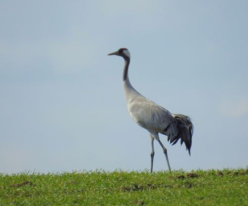 crane water bird nature