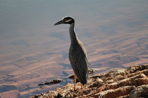 crane bird nature