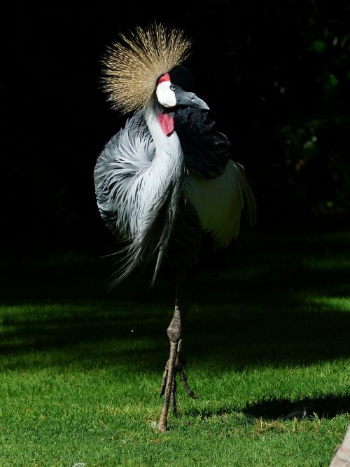 crane bird spring crown