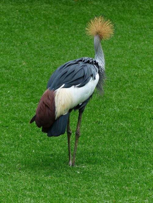 crane bird spring crown