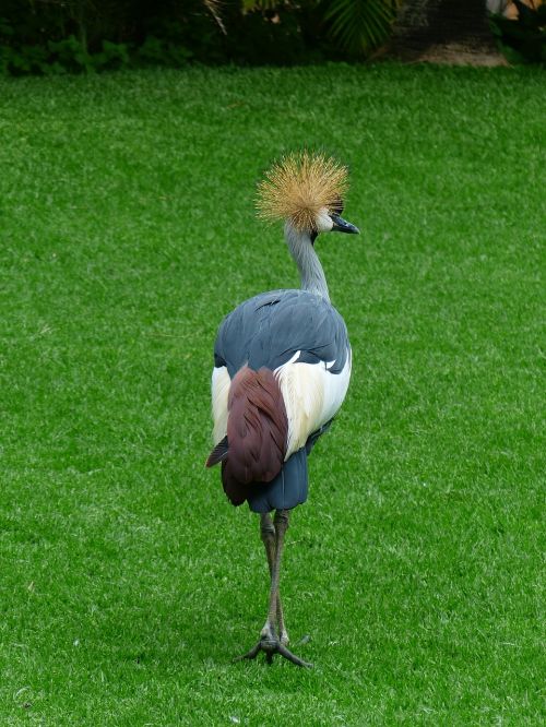 crane bird spring crown