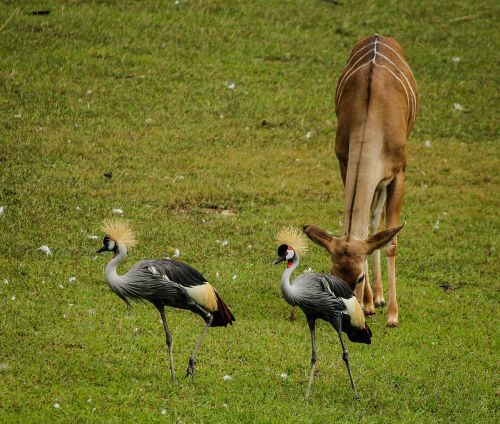 crane east african crowned crane grey crowned crane