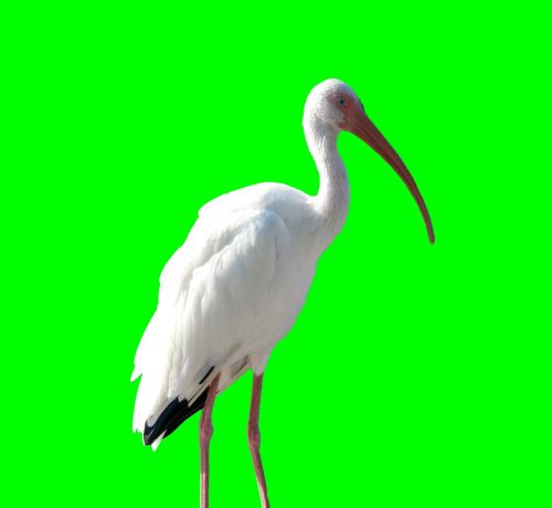 crane bird animal