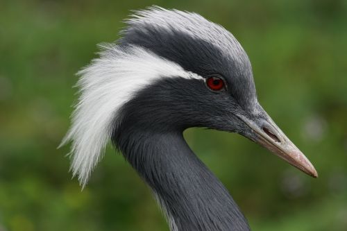 crane male bird