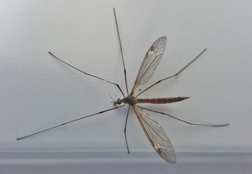 crane fly mosquito eater insect