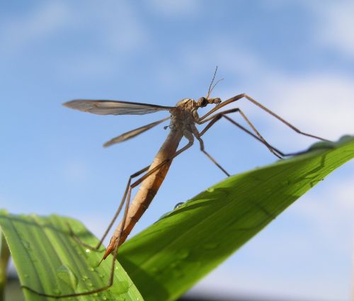 crane fly insect spider