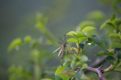 crane-fly  fly  insect