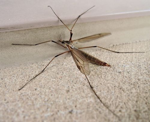 crane fly daddy long legs insect