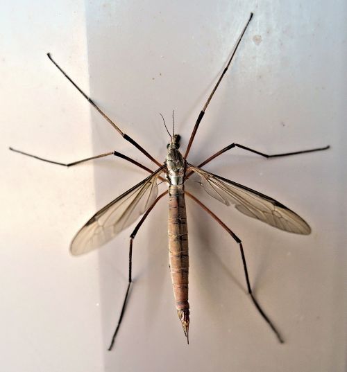 crane fly insect late summer