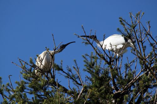 Crane On Tree Top Singing