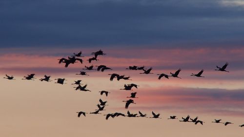 cranes birds sunset