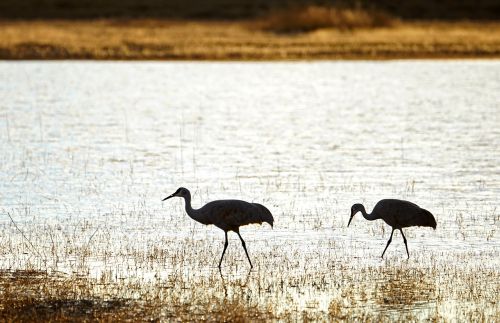 cranes birds silhouette