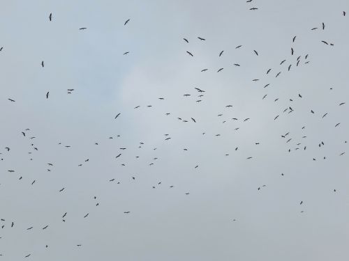 cranes sky bird