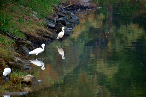 cranes looking for food water