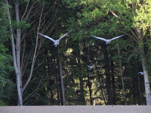 cranes pigeons nature