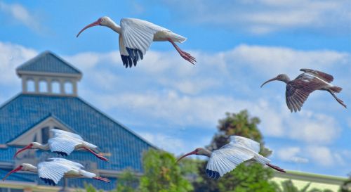 cranes birds flying